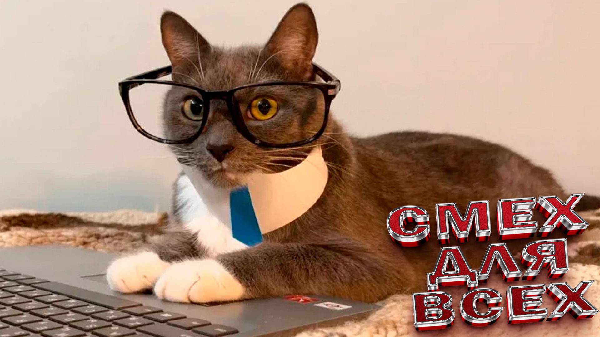 Приколы с котами ! Смешные коты и кошки! САМЫЕ СМЕШНЫЕ ЖИВОТНЫЕ!