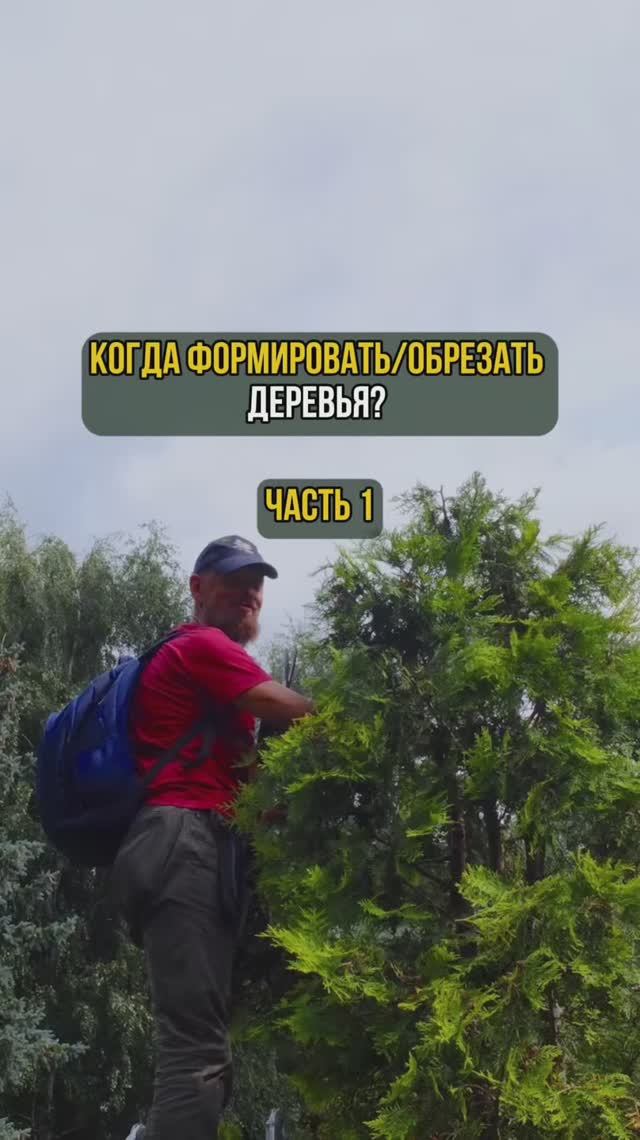 Когда формировать/обрезать деревья. Часть 1