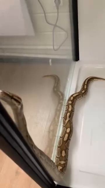Питон в душе 🚿🐍