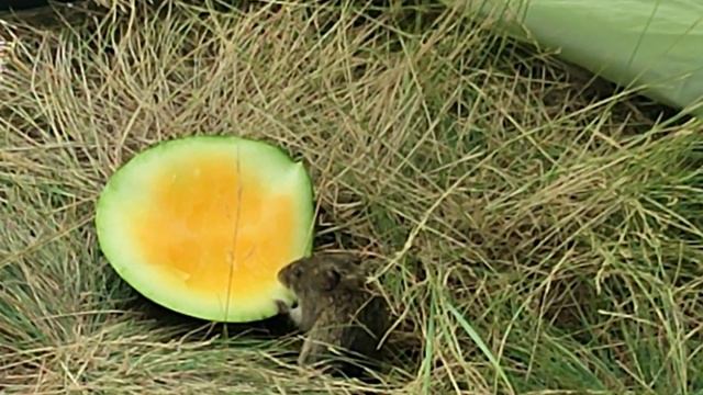 Борька Алкаш