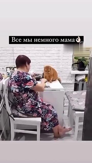 Кот и мама ночью