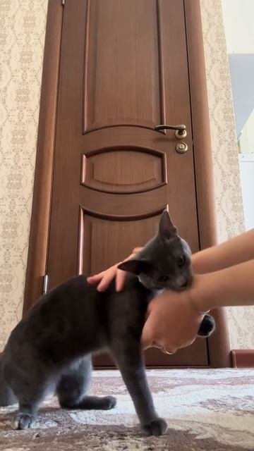 busi cat