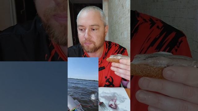 Хаваем пюреху и филе  селёдки с хлебом, маслом и луком. Всем приятного аппетита!