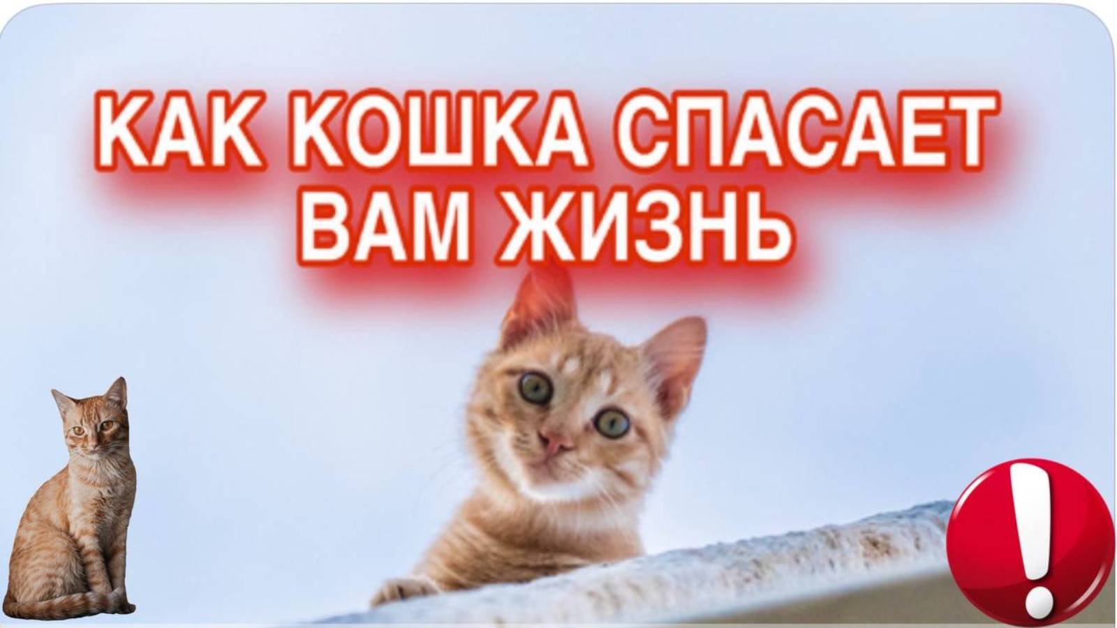 Как кошки спасают вашу жизнь каждый день. Почему нужно завести кошку
