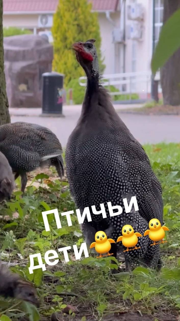 Птичьи дети
