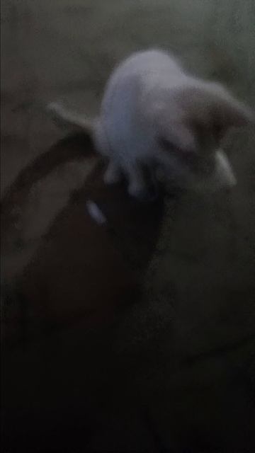 мой котик