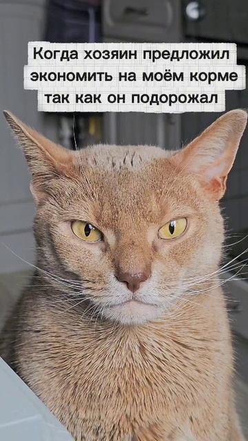 Когда коту сказали, что его любимый корм подорожал и надо выбрать подешевле #зверьвкадре #кот