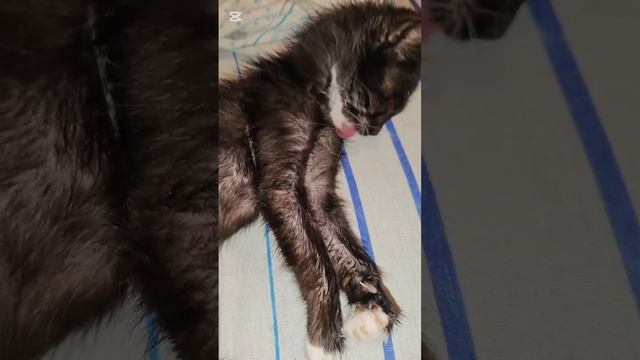 Спасённый с дороги больной котенок практически здоров