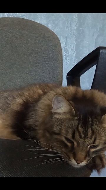 Тимка отдыхает #рутубшортс #rutubeshorts #catslife #кошачьяжизнь #чиллкота #catchill #tiktok #тикток
