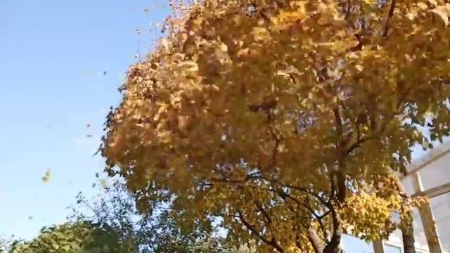 Аэрометла 🤓👍🍁