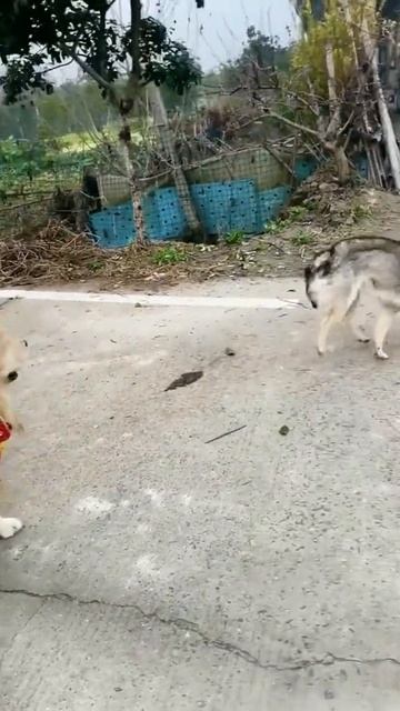 Рыжая собака с железными нервами