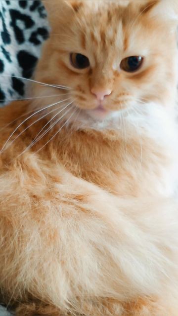 Оранжевый 🧡 стиль 😻✴️🍂🌞