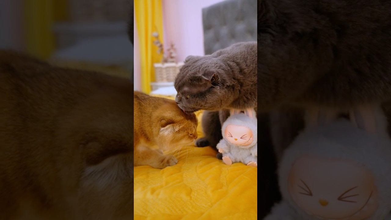 Лабубу котят vs Лабубу собачки
