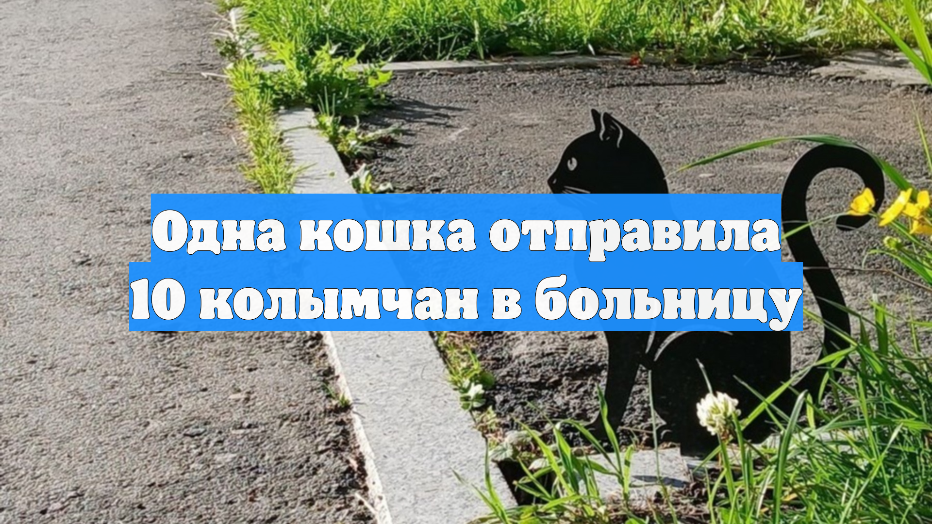 Одна кошка отправила 10 колымчан в больницу
