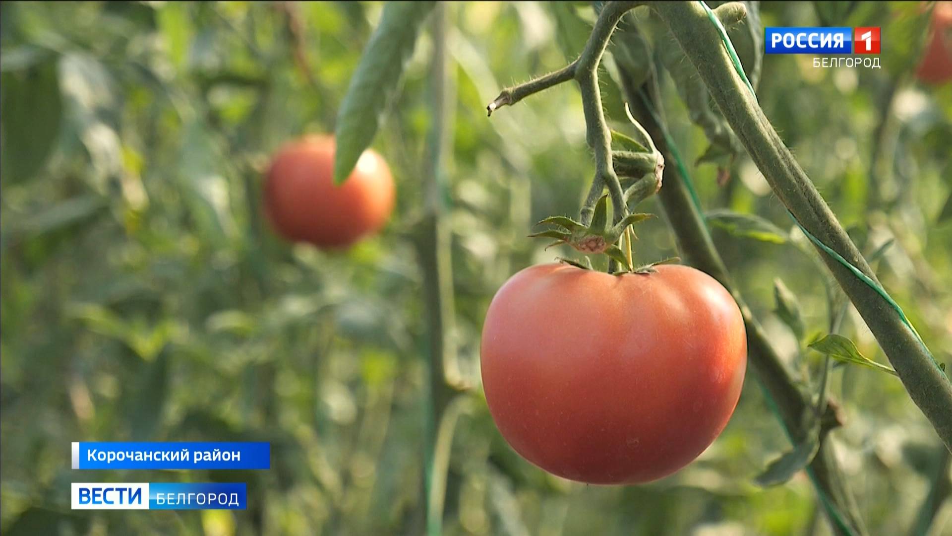 Государственная субсидия помогла семье Фокиных из Корочанского района расширить свое дело