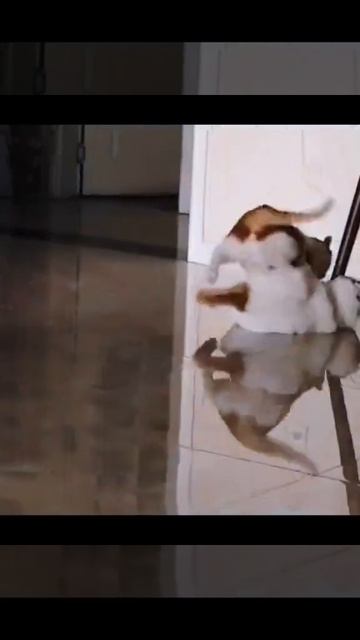 Уморительные котики