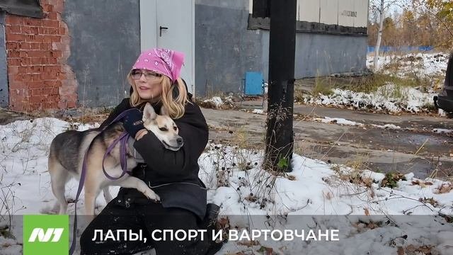 Первые соревнования по собачьему пятиборью. Нижневартовск