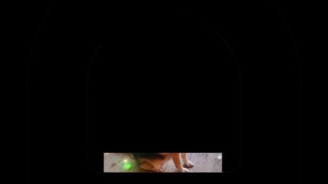 1000035904.mp4 Собака наблюдает за устройством заземления газового оборудования в доме А-фрейм