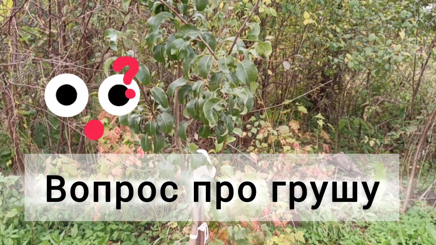 Вопрос к знатокам груш 