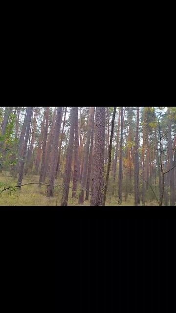 осенний лес