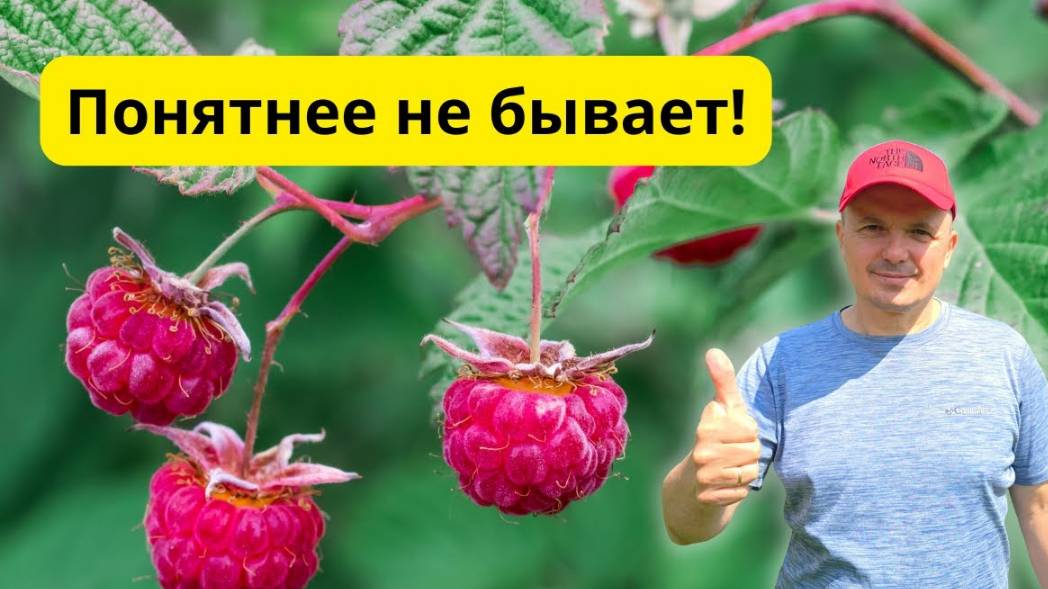 Обрезка ремонтантной малины на зиму 2 разных способа.