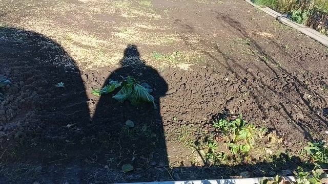 Похолодало ❄Собираемся домой. Солнечный денёк и всё начинаются дожди🌧