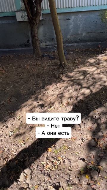 УК ЖКХ посадила траву 2 недели назад