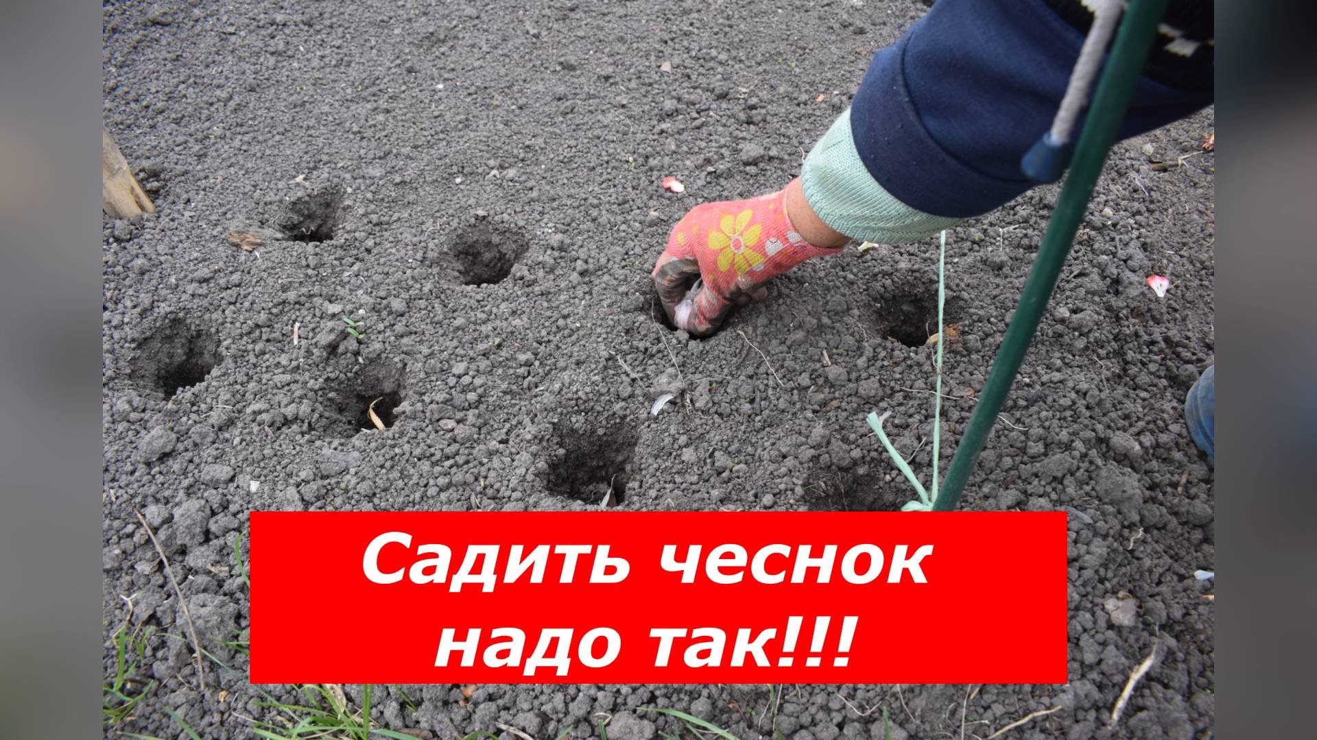 Когда и как посадить озимый чеснок?