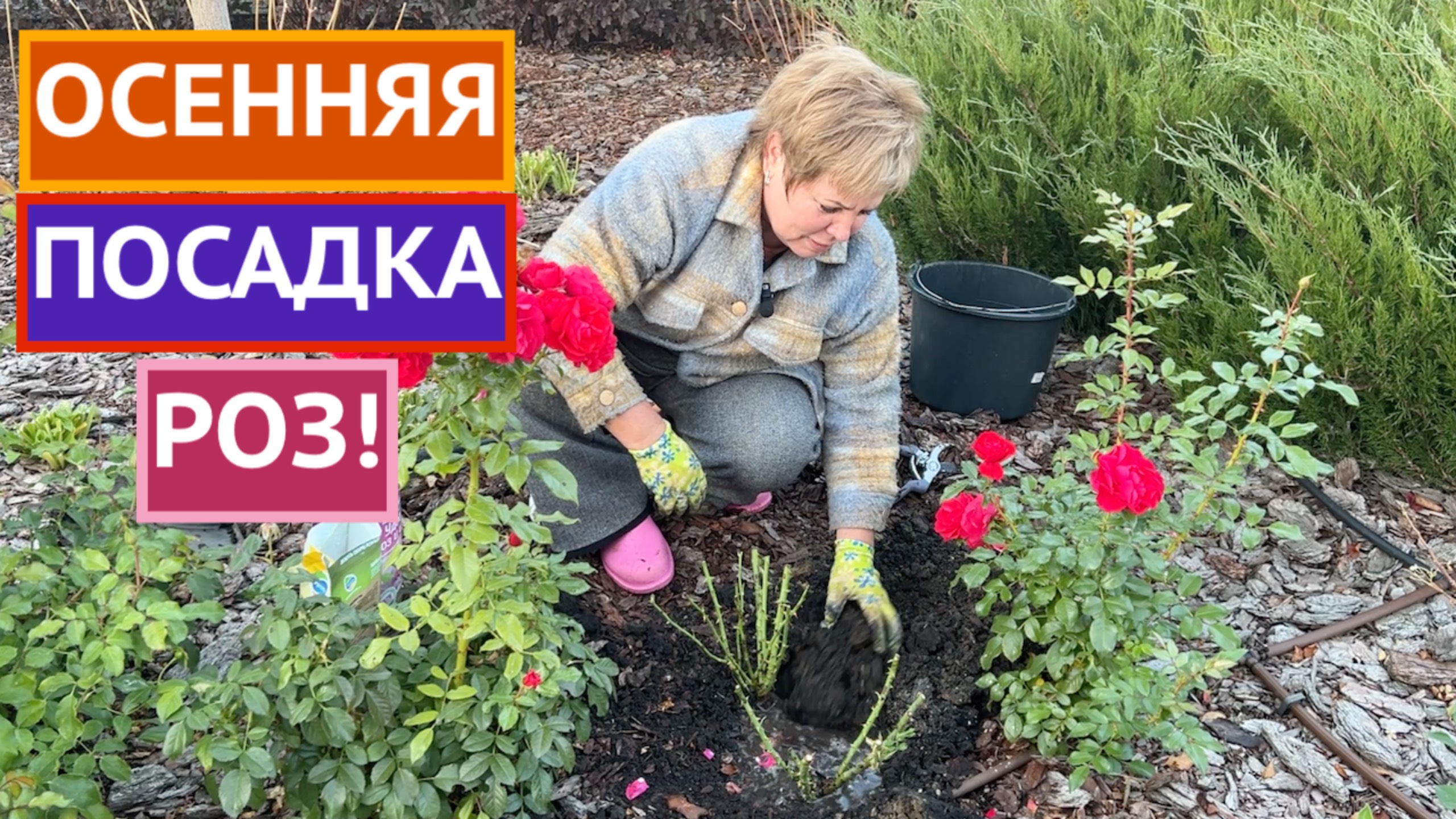 МОИ СЕКРЕТЫ ПОСАДКИ РОЗ ОСЕНЬЮ!