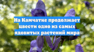 На Камчатке продолжает цвести одно из самых ядовитых растений мира