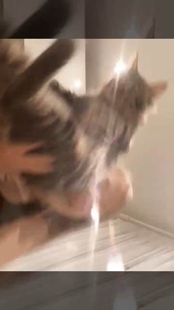 На посту обещал показать котёнка вот показываю!!!!!!!