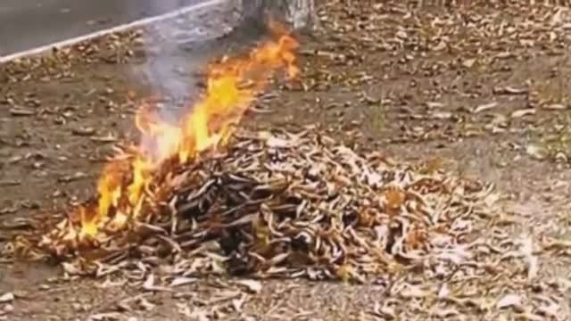 "ЛИСТВА СГОРЕЛА" Сидорук Евгений и Шувалова Светлана