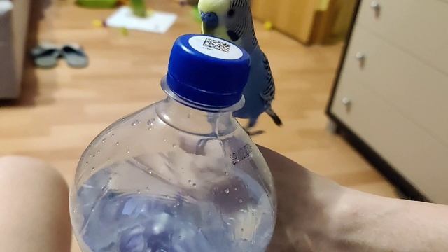 забавные Птичкины красавчики