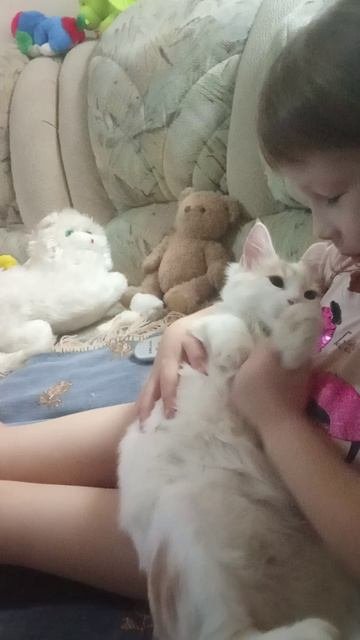 кот персик