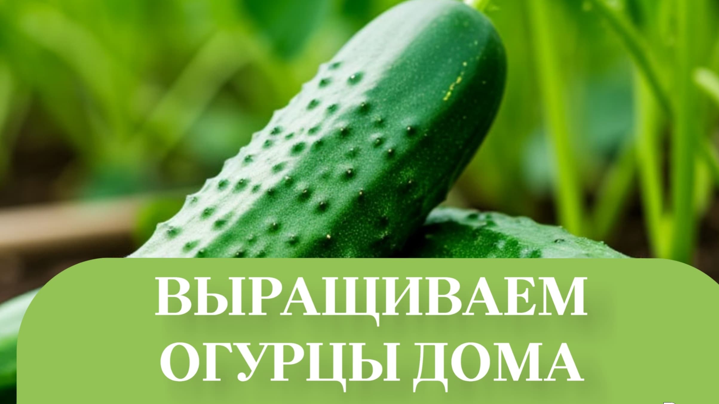 ЧУДО ОГУРЕЦ.