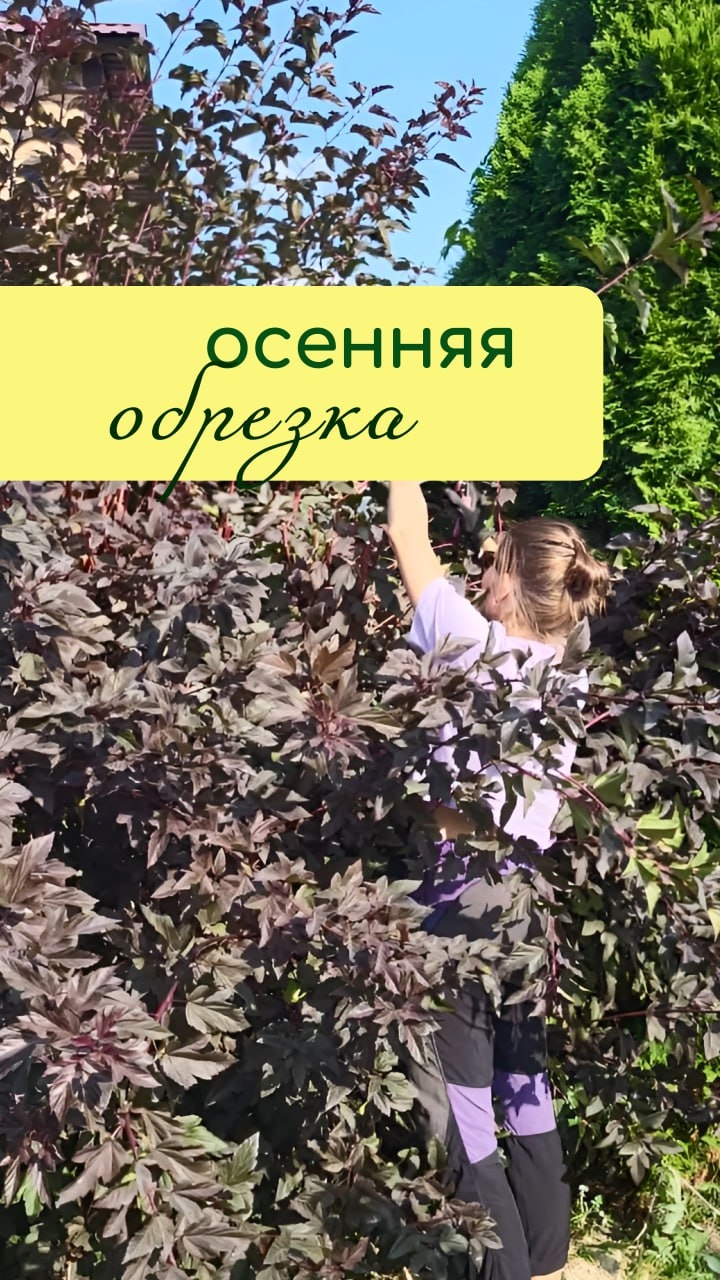 Осенняя ОБРЕЗКА кустарников