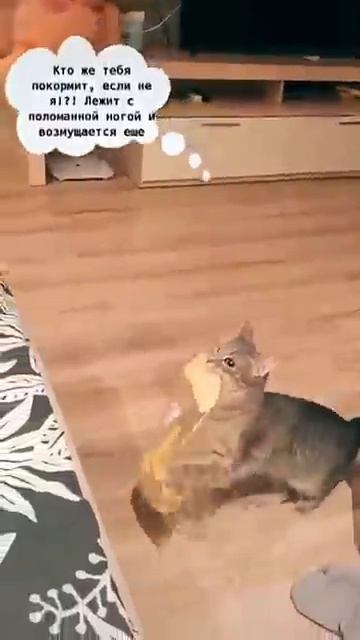 Кошка принесла поесть