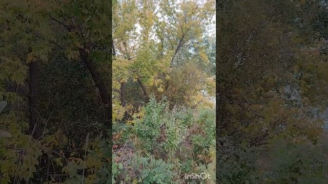 Красавица осень в Сладково.