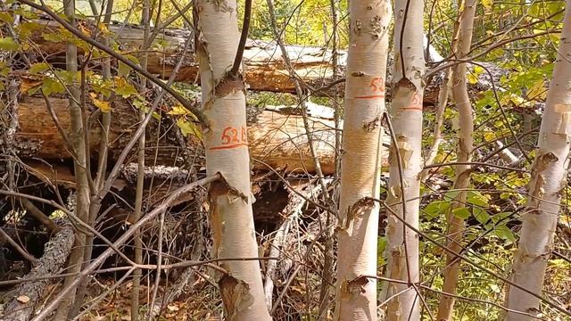 Усть-Шандуй Терней Сихотэ-Алинский заповедник