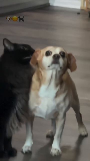1000083125.mp4