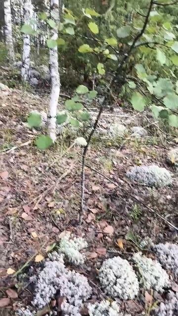 Красота)))🍄🟫🥰🍄🟫