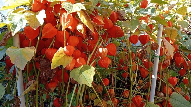 Безвременник, первые заморозки и прочее.