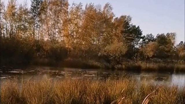 Petal_20250930_072747.mp4