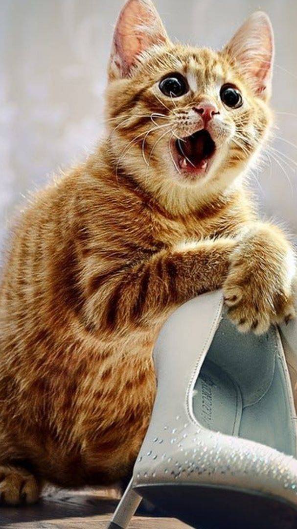 Удивительные животные #котики #юмор #весело
