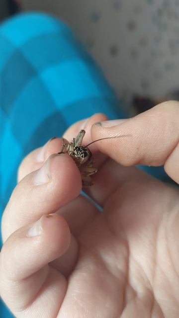 кусачий сверчок