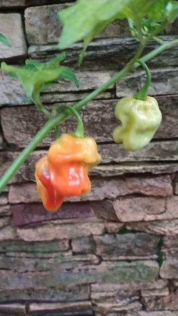 Red Big Habanero хиненс