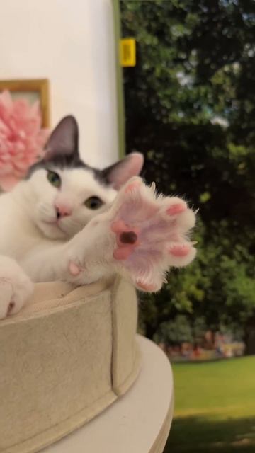 Наш TG Https://t.me/liveofcats