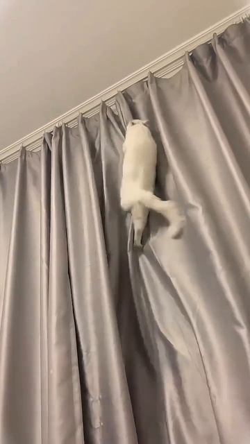 смешные питомцы