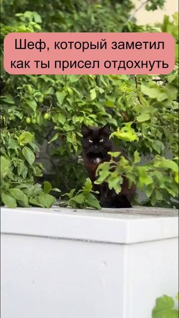 Следит. #котики #коты #юмор