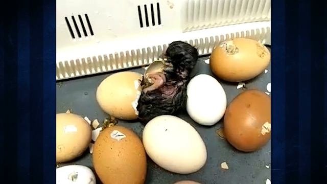 ДО Жар-Птица. Окружающаая среда 2